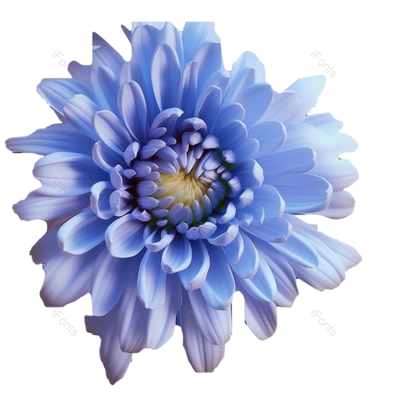 节日图片,元素元素,菊花PNG,秋天免抠素材